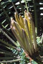 Extreme Close Up Of Young Leaves Sprouting From Cycad Plant Royalty Free Stock Photo