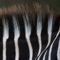 Extreme Close Up of Zebra`s Stripes and Baclit Mane