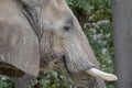 Extreme closeup African elephant portrait big wildlife Royalty Free Stock Photo