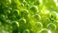 An extreme closeup of an algal bloom with the individual cells bursting with bright green chloroplasts the structures