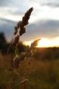 Extreme closeup of Barnyard Grass backlit by the rising sun Royalty Free Stock Photo