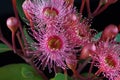 Extreme closeup of beautiful pink Eucalyptus flowers and buds Royalty Free Stock Photo