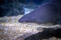 Extreme closeup of blacktip reef shark in ocean Royalty Free Stock Photo