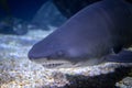 Extreme closeup of blacktip reef shark in ocean Royalty Free Stock Photo