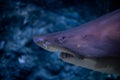 Extreme closeup of blacktip reef shark in ocean Royalty Free Stock Photo