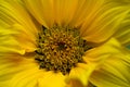 Extreme closeup of bright yellow sunflower Royalty Free Stock Photo