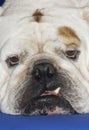 Extreme Closeup Of British Bulldog