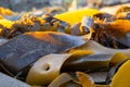 Bull kelp seaweed on ocean beach. Royalty Free Stock Photo