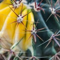 Extreme closeup of cactus spikes