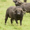 Extreme Closeup of a Cape Buffalo