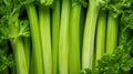 Extreme Closeup of Celery Bunch - Highly Detailed Minimal Style Overhead View AI Generated