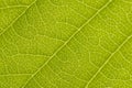 Closeup of chestnut leaf with full frame plant cells