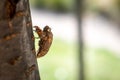 Extreme closeup of cicada exoskeleton.