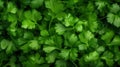 Extreme Closeup of Cilantro Bunch - Highly Detailed Minimal Style Overhead View AI Generated