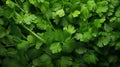 Extreme Closeup of Cilantro Bunch - Highly Detailed Minimal Style Overhead View AI Generated