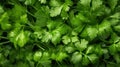 Extreme Closeup of Cilantro Bunch - Highly Detailed Minimal Style Overhead View AI Generated