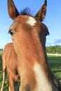 Close up of curious young horse Royalty Free Stock Photo