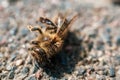 Extreme closeup of a dead bee on a pebbled surface Royalty Free Stock Photo