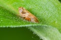 Extreme closeup with detail of spittle bug species on a leaf - Theodore Wirth Park in Minnesota Royalty Free Stock Photo