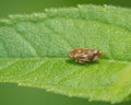 Extreme closeup with detail of spittle bug species on a leaf - Theodore Wirth Park in Minnesota Royalty Free Stock Photo