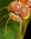 Extreme closeup of dragonfly compound eyes