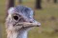 Extreme closeup of an emu