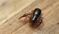 Extreme closeup of a false scorpion, Pseudoscorpiones on wood