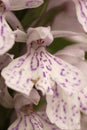 Extreme closeup on a flower of the Common Spotted Orchid, Dactylorhiza fuchsii Royalty Free Stock Photo
