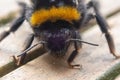 Extreme closeup of a fuzzy bee on a wooden surface