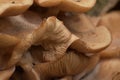 Extreme closeup of the gills of a clustered mushroom in a forest