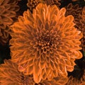closeup glowing copper coloured chrysanthemum