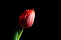 Glowing red tulip isolated on black. Royalty Free Stock Photo