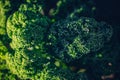 Extreme closeup of green curly kale leaves Royalty Free Stock Photo