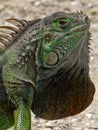 Extreme Closeup Green Iguana Neck Dewlap