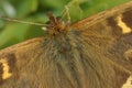 Extreme closeup on the hairy, brown Speckled wood butterfly, Pararge aegeria sitting with spread wings Royalty Free Stock Photo