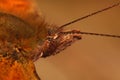 Extreme closeup on the head of a Anglewing comma butterfly, Pologonia c-album, with it's hairy head