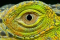 Extreme closeup Iguana eye