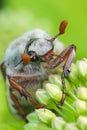 Extreme closeup on an imago Maybug, Melolontha melolontha in green vegetation Royalty Free Stock Photo