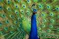 Extreme closeup Indian peafowl or male peacock dancing with full colorful wingspan to attracts female partners for mating at Royalty Free Stock Photo