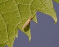 Extreme closeup of insect species on a green leaf - smooth blue background - macro detail of insect and leaf cells Royalty Free Stock Photo