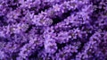 Extreme Closeup of Lavender Flowers AI Generated