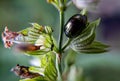 Extreme closeup of Leaf Beetle Chrysolina americana on Sage plant