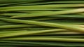 Extreme Closeup of Lemongrass Stalk - Highly Detailed Minimal Style AI Generated