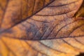 Extreme closeup macro of an colorful autumn leaf with fine detail. Nature background. Royalty Free Stock Photo