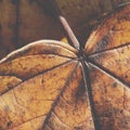 Extreme closeup macro of an colorful autumn leaf with fine detail. Nature background. Royalty Free Stock Photo