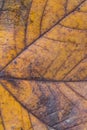 Extreme closeup macro of an colorful autumn leaf with fine detail. Nature background. Royalty Free Stock Photo