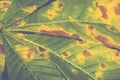 Extreme closeup macro of an colorful autumn leaf with fine detail. Nature background. Royalty Free Stock Photo