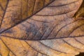 Extreme closeup macro of an colorful autumn leaf with fine detail. Nature background. Royalty Free Stock Photo