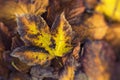 Extreme closeup macro of an colorful autumn leaf with fine detail. Nature background. Royalty Free Stock Photo