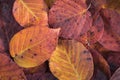 Extreme closeup macro of an colorful autumn leaf with fine detail. Nature background. Royalty Free Stock Photo